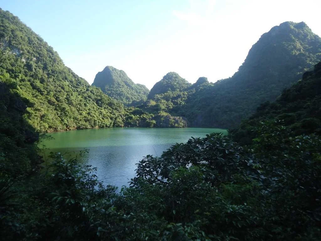 Mặt nước được núi đá vôi và thảm thực vật bao quanh, ảnh hệ sinh thái tùng áng trên vịnh Hạ Long
